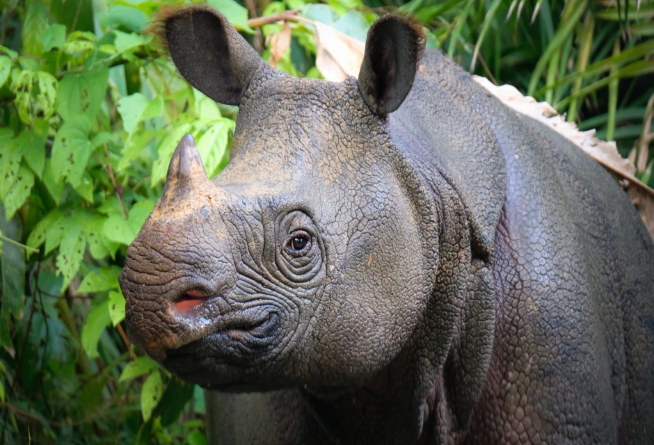 Javan Rhino - Ujung Kulon National Park